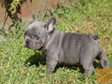 Veseli Francozi Bulldog psički