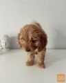 Maltipoo mladiči na prodaj
