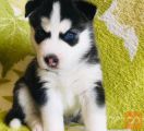 Sibirski haski i samojed stenci na prodaju