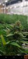 Industrijska konoplja CBD indoor vecje kolicine..cbd>10%