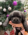 Štenad labrador retrivera sa rodovnicama