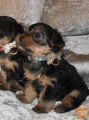 Registered Yorkshire puppies for re-installation