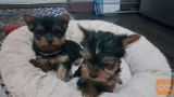 Registered Yorkshire puppies for re-installation