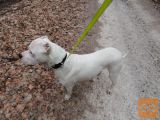 Argentinska doga - Dogo Argentino