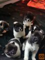 Stunning American Akita available