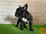 AVAILABLE LONELY FRENCH BULLDOG