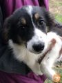Border collie štene na prodaju