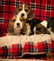 Charming Beagle bitches
