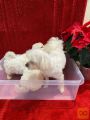 A beautiful Maltipoo puppy is available