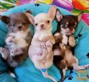 Teacup Chihuahua puppies for rehoming