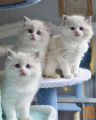 Ragdoll Kittens za vas