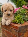 Labradoodle prelepi štenci