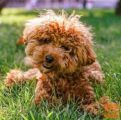 Maltipoo i Toy pudle