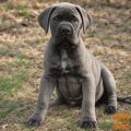 Rotvajler i Cane Corso