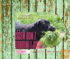 LABRADORKA z rodovnikom