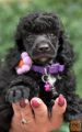 Boy black poodle