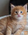 Mucki pasme Maine Coon
