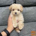 Mladički cavapoo za posvojitev