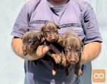 Doberman štenci