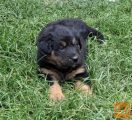 Mladiči mešanci bernski planšar - labradorec