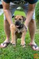 Južnoafrički mastif – Boerboel štenci