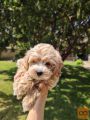 Maltipoo stenci
