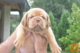 Bordoska Doga (Dogue de Bordeaux) prelepi stenci 