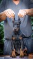Doberman prelepi stenci