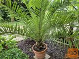 PALMA Kanarski datljevec / Phoenix canariensis