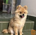 Pomeranian